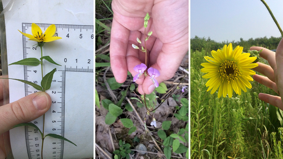Collage of 3 plants. A small woodland sunflower with yellow petals held against a ruler. A round-leaved trailing tick-trefoil with pink flowers and green buds being held upright. A palm-sized compass plant with yellow petals next to a hand.