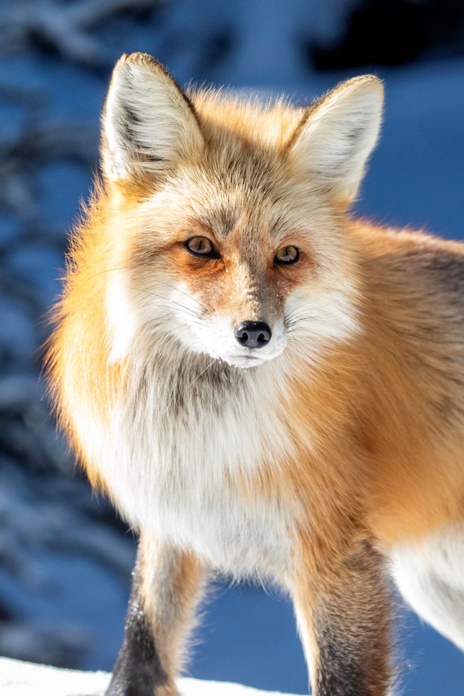 A close up of a Red Foxes face