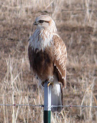 Hawk perched on a fence pole, with light colored head and breast, dark bellyband, and light tail with dusky gray terminal band.