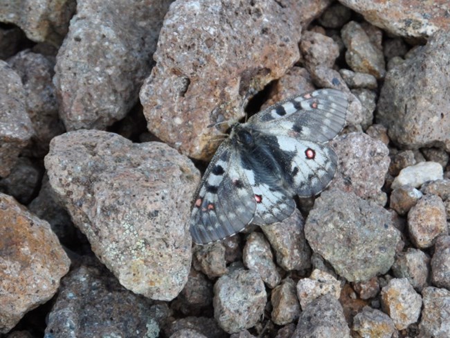 Grey butterfly on grey brown rocks