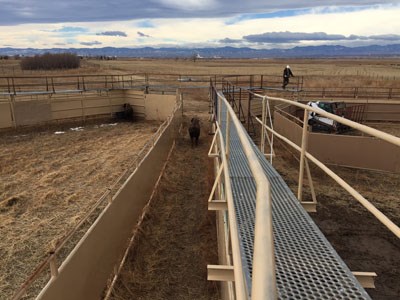 A small bison walks down a pathway created by metal fencing into a corral