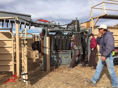 A bison safely restrained in a "squeeze chute", onlookers nearby