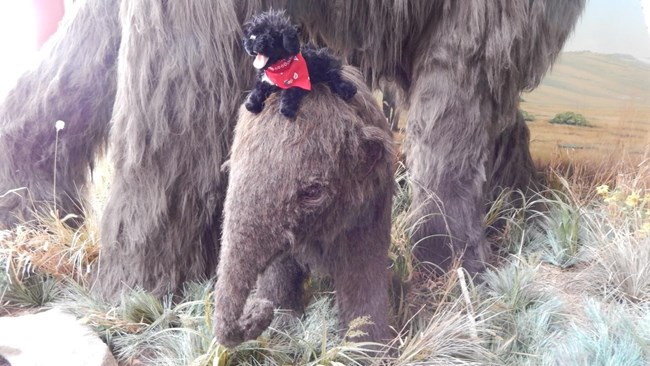 toy dog on mammouth