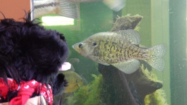 toy dog near fish tank