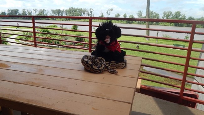 toy dog near snake with river in the background