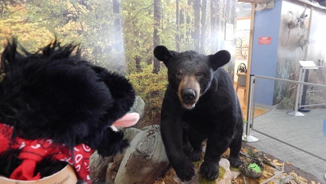 RNC4 toy dog near black bear