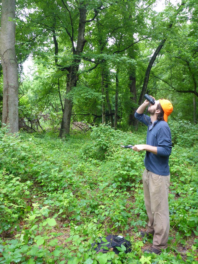 A man looks upwards through binoculars in a forest clearing while holding a clipboard
