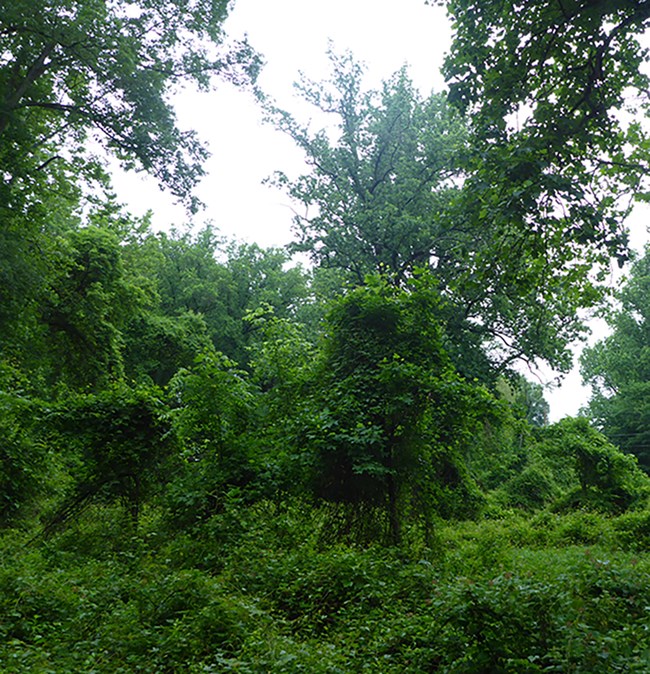 Heavy green vines covering a forest edge