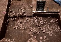 Hearth features from the Peter House site.