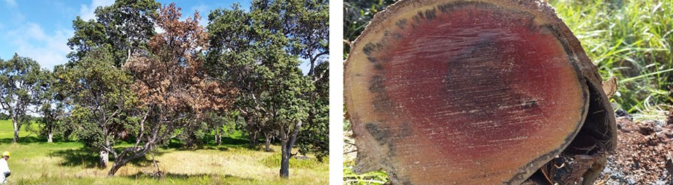 ROD Infected Tree ROD Infected Tree