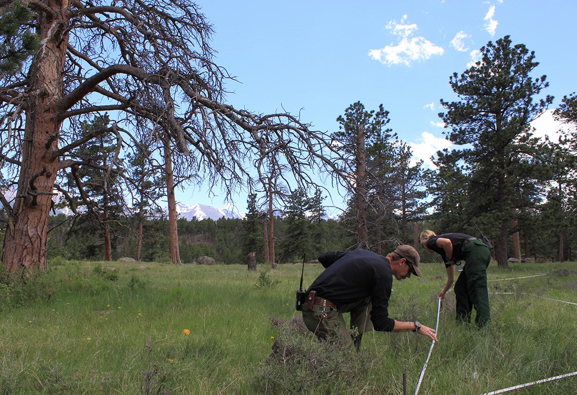 Fire effects staff monitori vegetation along the transect line