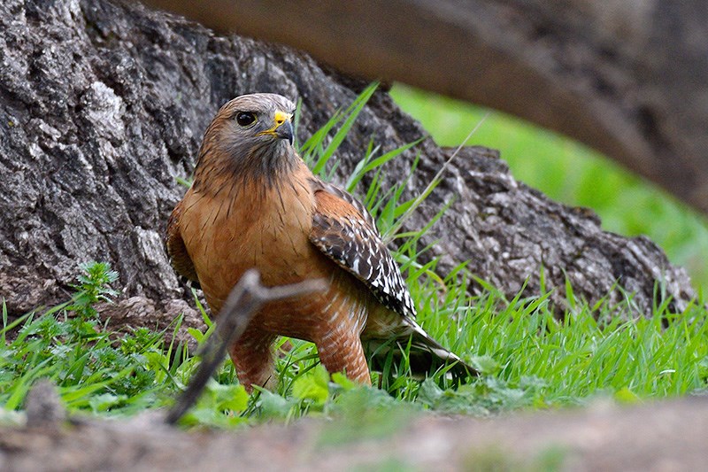 Adult bird of prey with a red breast and shoulders standing in the grass at the base of a tree