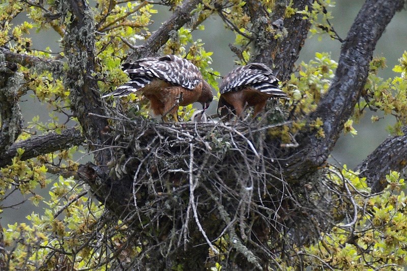Two adult red-shouldered hawks feeding nestlings in their nest