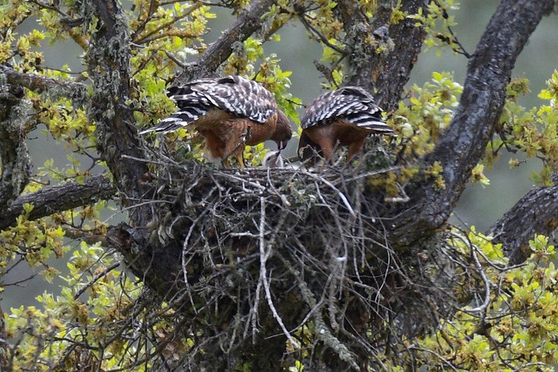 Red-shouldered hawks feeding nestlings Two adult red-shouldered hawks feeding nestlings in their nest