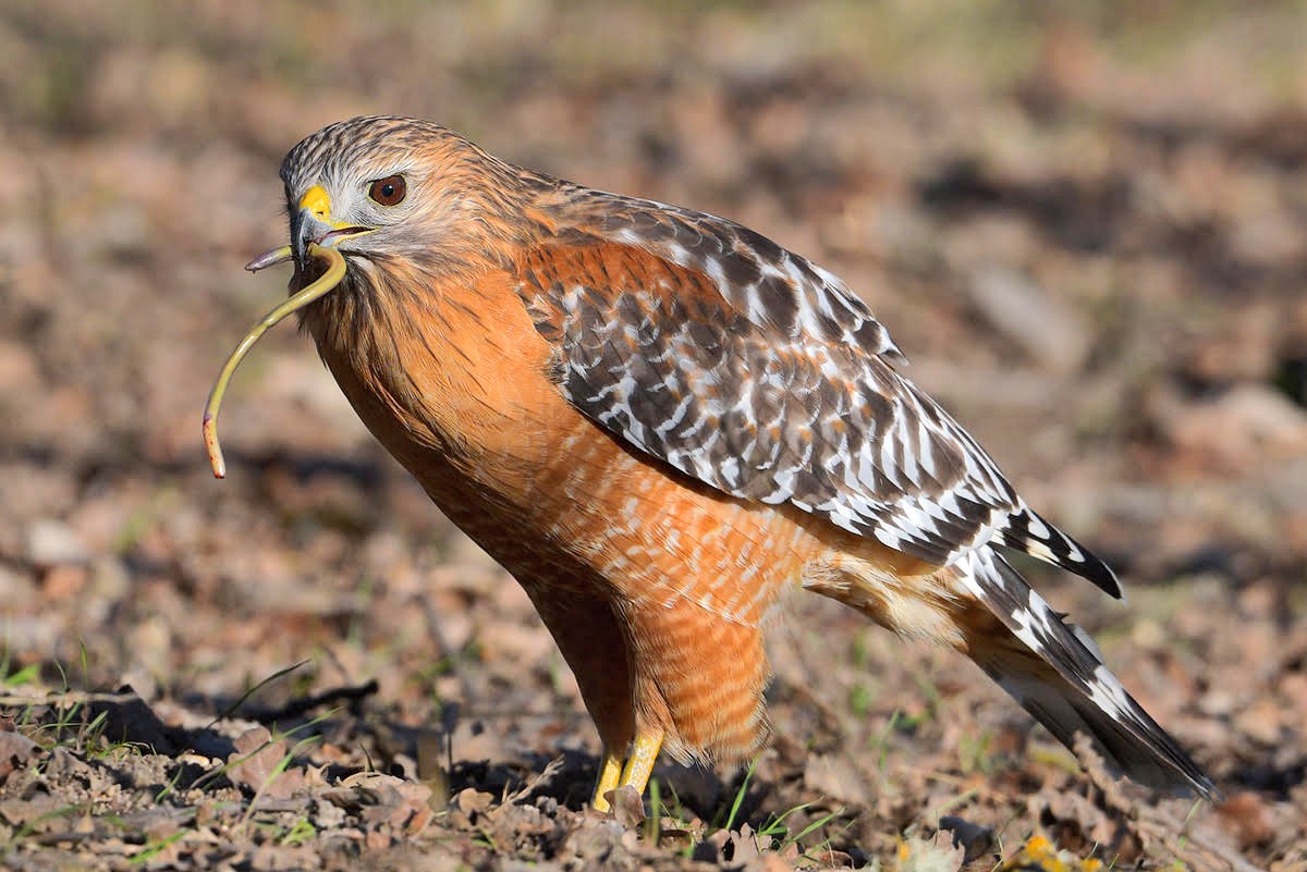 Red-shouldered hawk Red-shouldered hawk standing on the ground, holding a legless lizard in its beak.