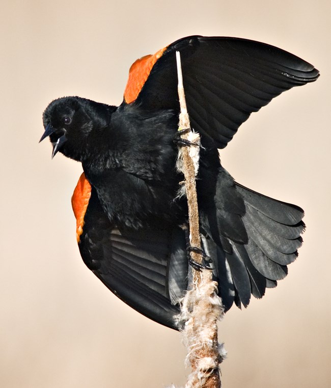 Male red-winged blackbird displays its red shoulders on a cattail