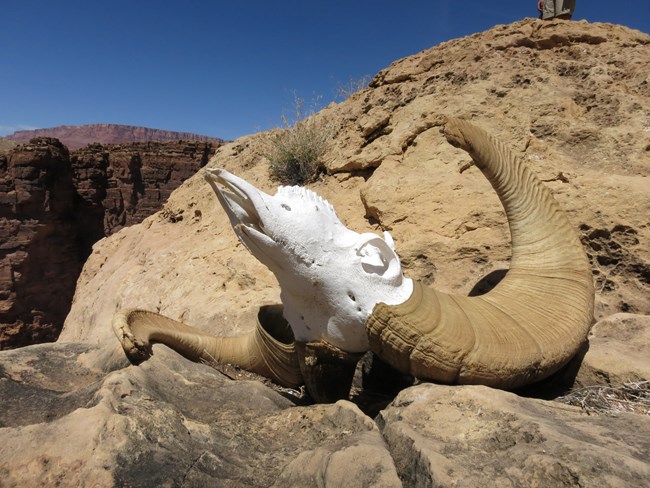 The skull and horns of a Desert bighorn sheep lay bleached on the red rock.