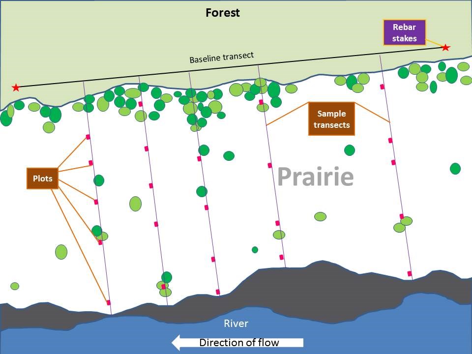 Diagram of how riverscour prairie monitoring method Example diagram showing monitoring transects and plots relative to the prairie and river.