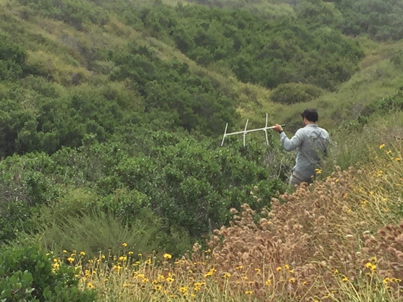 Researcher Roman Nava on a hillside holding up a radio antenna and receiver