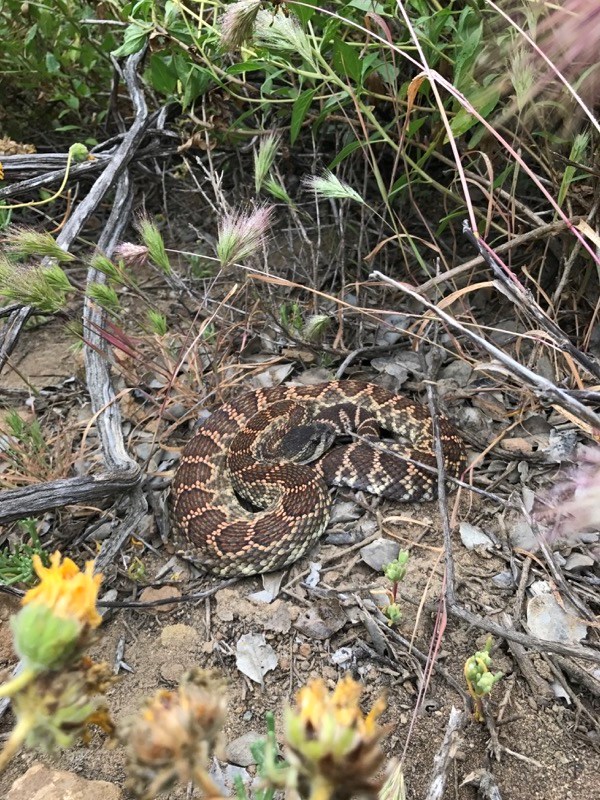 Rattlesnake curled up on the ground