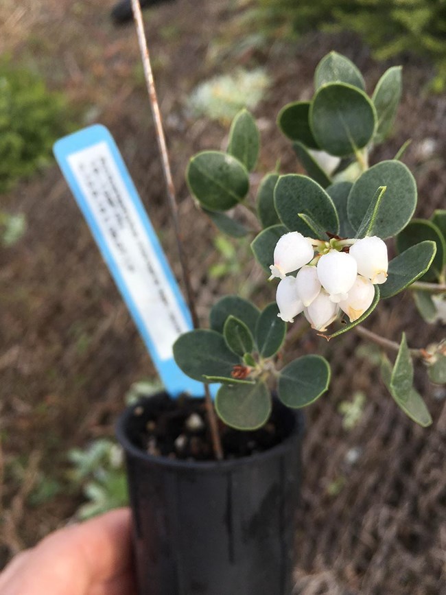 Raven's manzanita planting A blooming Raven's manzanita planting.