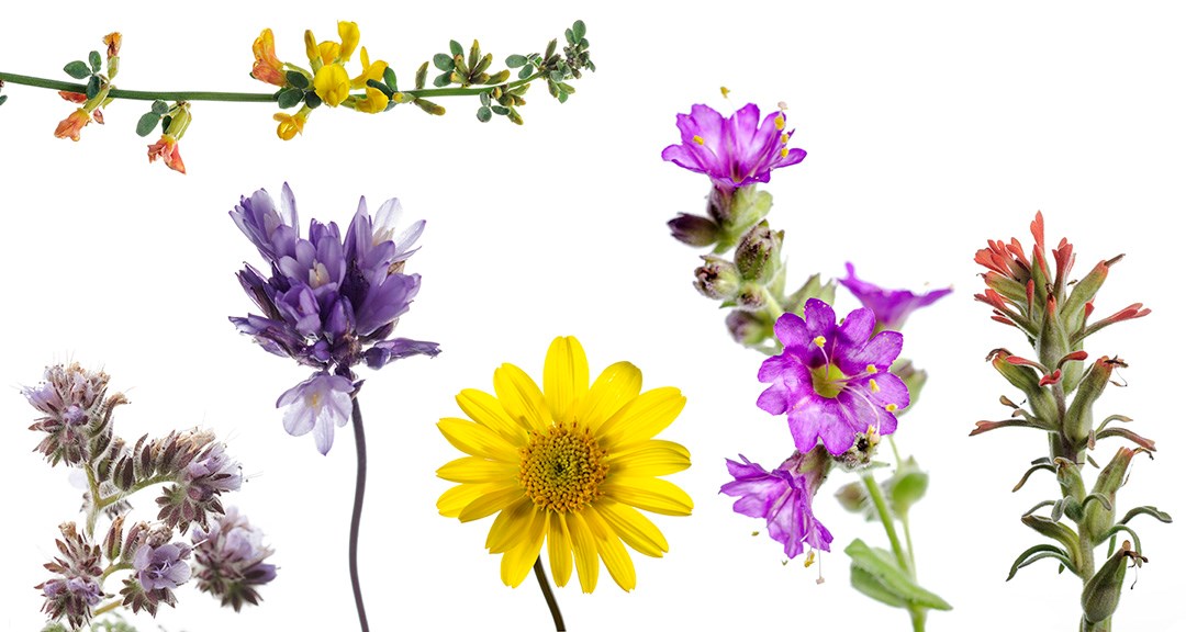 Wildflowers Wildflowers from Cabrillo National Monument against a white background