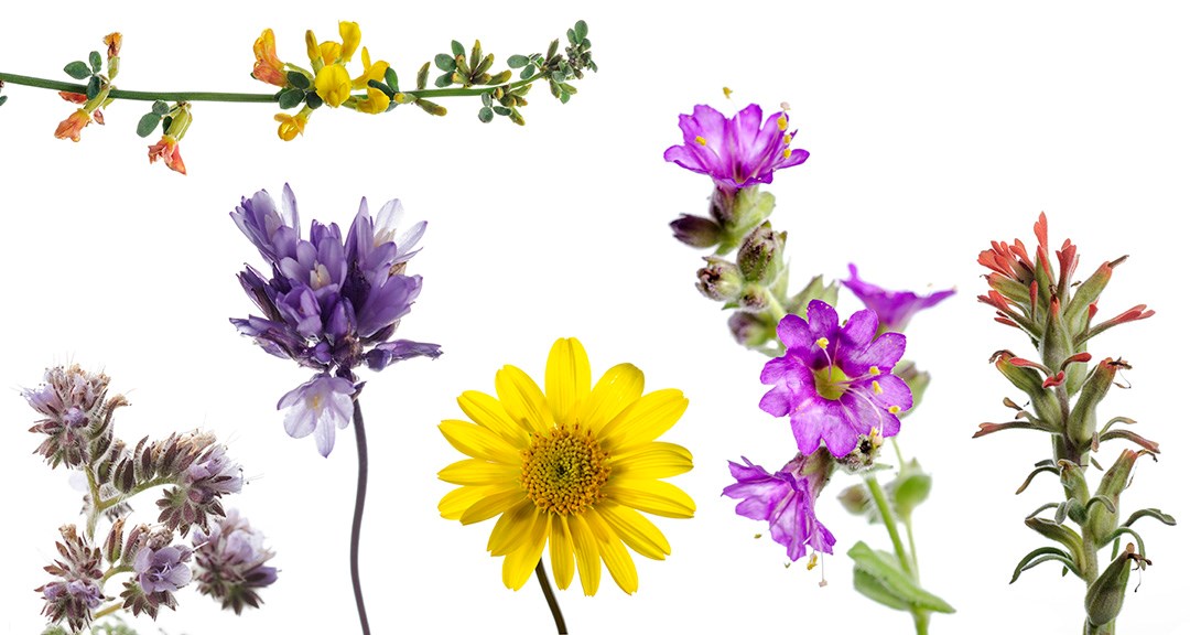 Wildflowers from Cabrillo National Monument against a white background