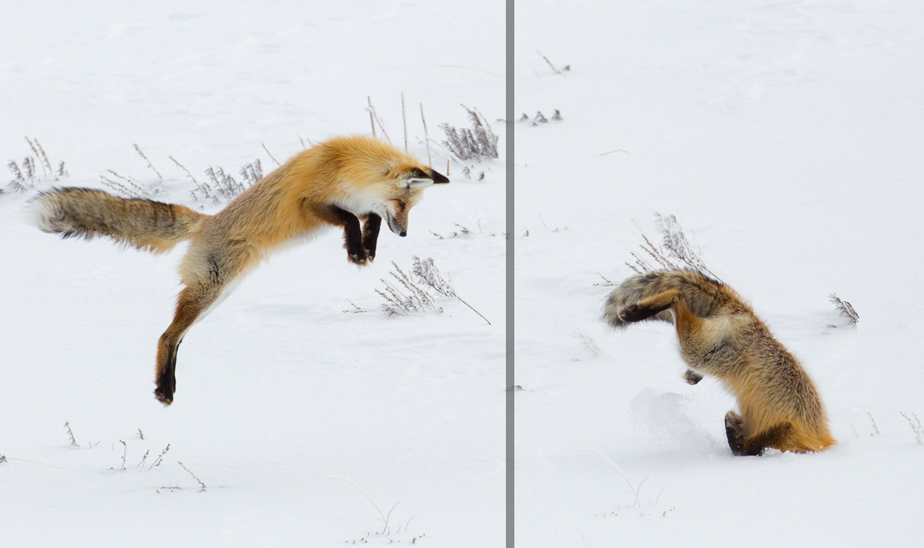 Red Fox Jumping Photo Two photos, the one on the left, a fox is jumping in the air above snow. On the right the fox has completed its jump with its head buried in the snow.