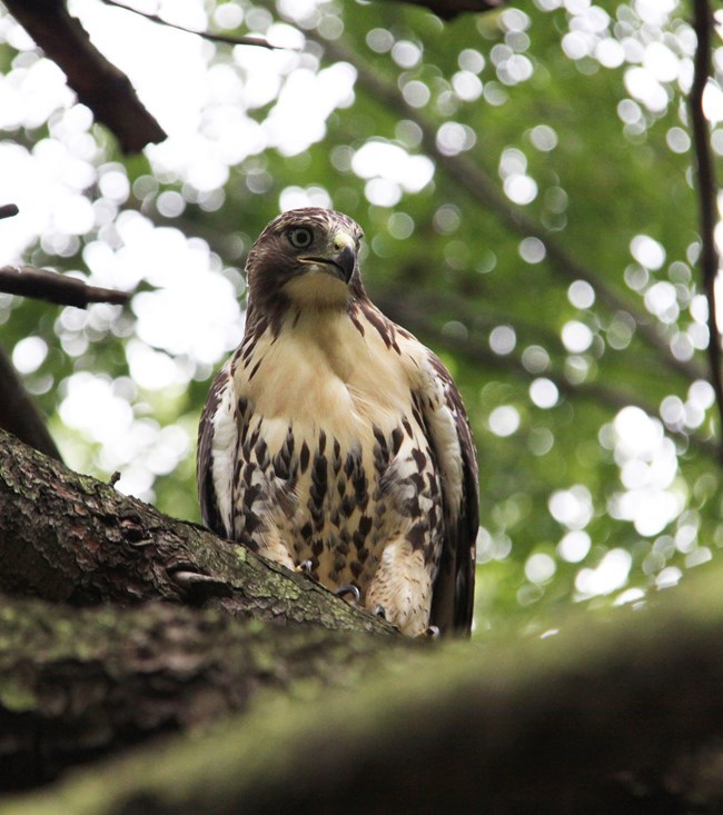 Red Tailed Hawk on the Park Grounds Red Tailed Hawk perched on a tree