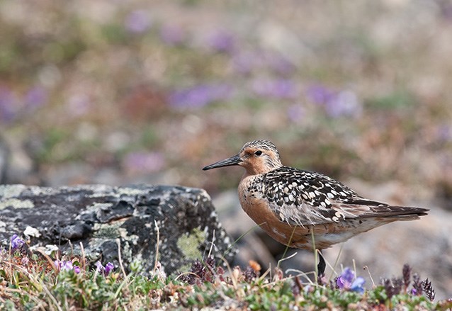 Red Knot shorebird, Red Knot