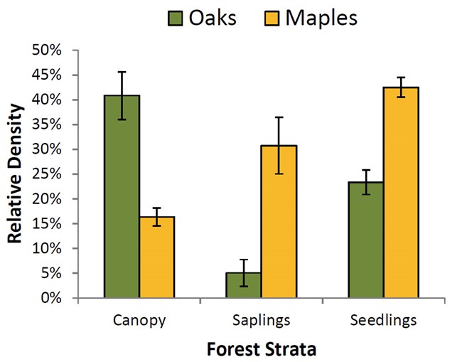 Bar graph of the relative density of oaks and maples among strata in oak-dominated forest showing a significantly higher density of maples than oaks among saplings and seedlings.