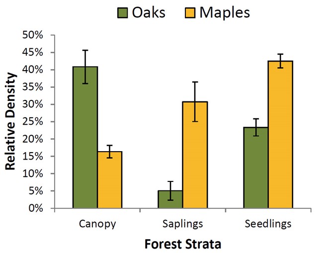 Relative density of oaks and maples Bar graph of the relative density of oaks and maples among strata in oak-dominated forest showing a significantly higher density of maples than oaks among saplings and seedlings.