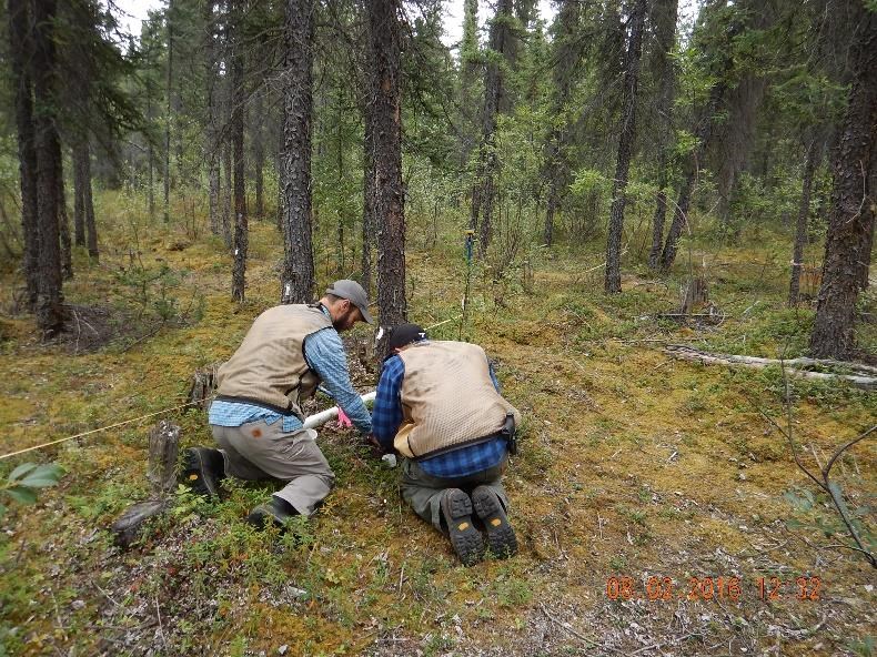 Researchers from University of Montana collect tree cores from the WRST McCarthy University Subdivision fuels treatment site to age the stand and determine time since last disturbance.