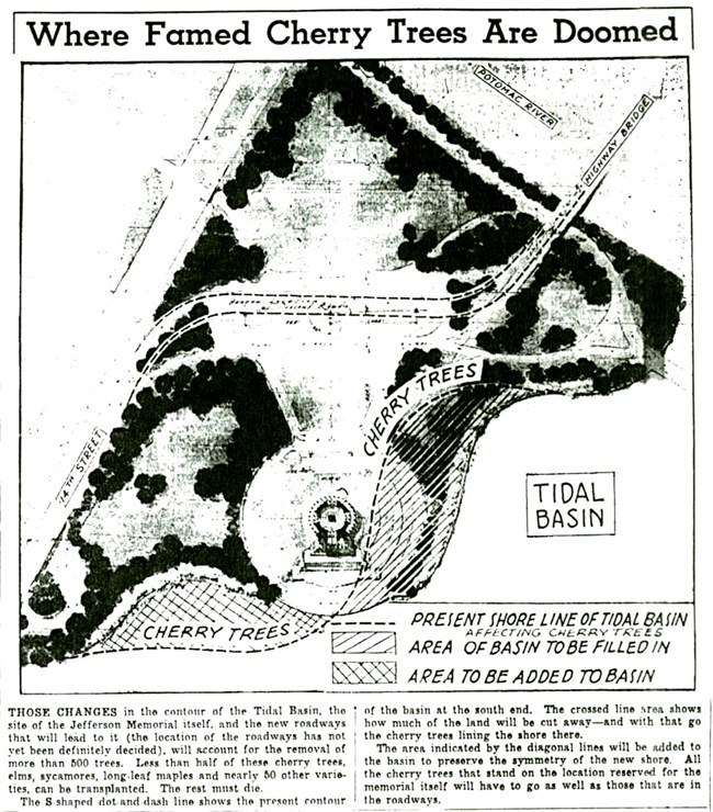 1930's map showing where the cherry trees were to be cut down.