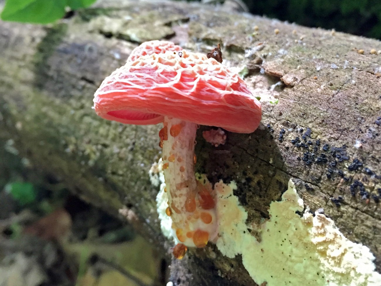 Mushroom with a wrinkly bright pink cap and drops of orange liquid oozing from its stem