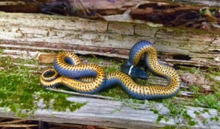 Ring-necked snake on a log