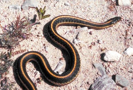 Diablo Range gartersnake slithers along rocky terrain in Pinnacles National Park.