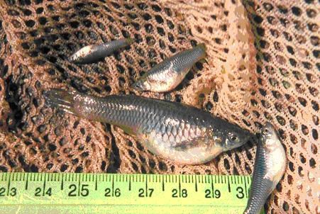 Close up of an assortment of small and large mosquitofish in a fishing net alongside a ruler to show varying scale.