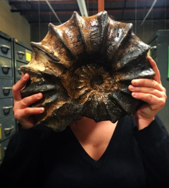 Rodriguez Paleo2 ammonite fossil