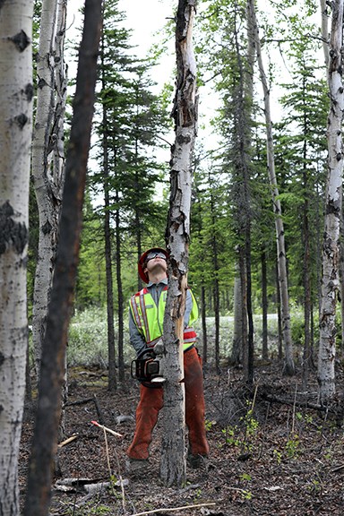 Rollins A male firefighter with a yellow safety vest and hardhat looks upward before making a final cut to a hazard tree.