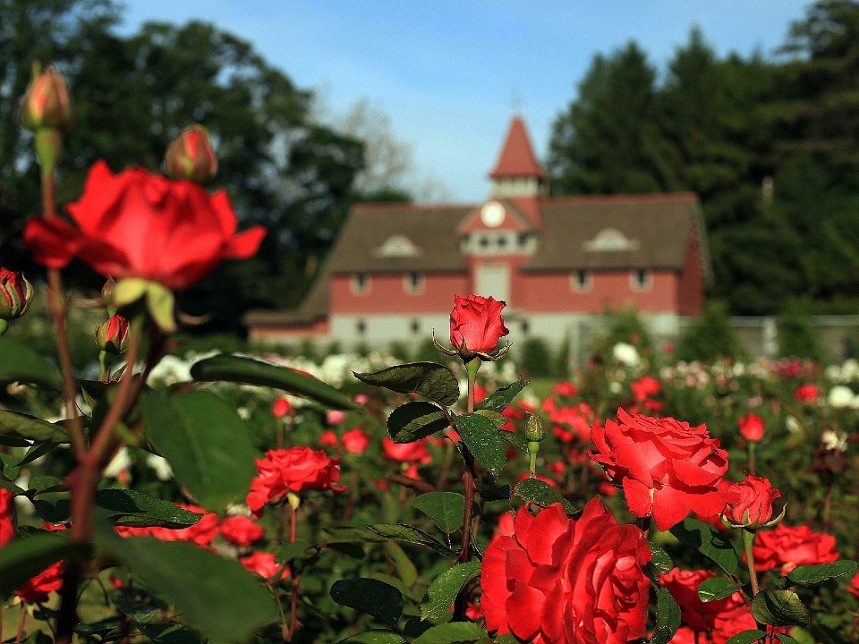 The Rose Garden (U.S. National Park Service)