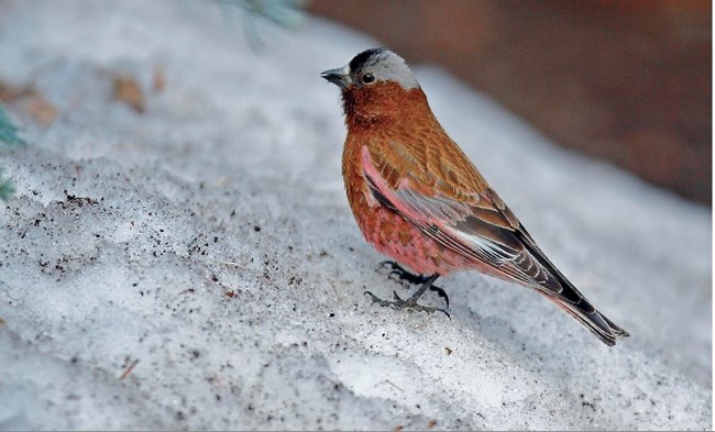 Gray-crowned Rosy-Finch Gray-crowned Rosy-finch