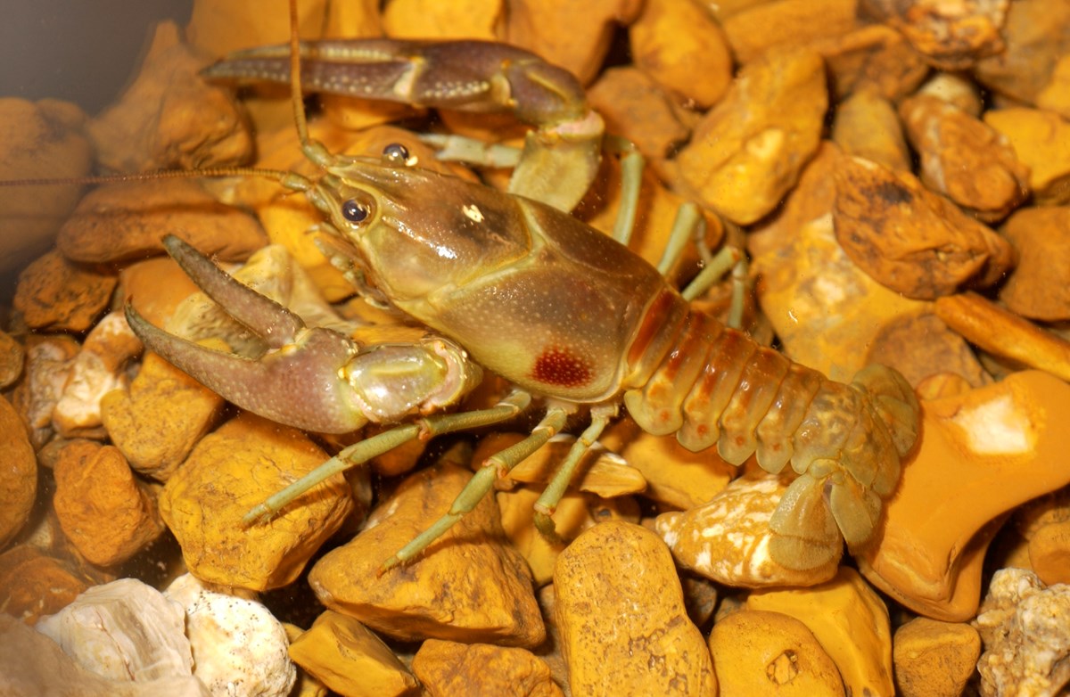 Invasive Rusty Crayfish (U.S. National Park Service)