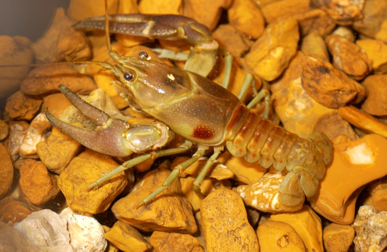 A rusty crayfish, identified by the red patches on its carapace, sitting on a rock bed.