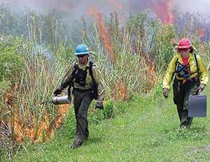 Prescribed burn, 2001, Pinelands, Everglades National Park.