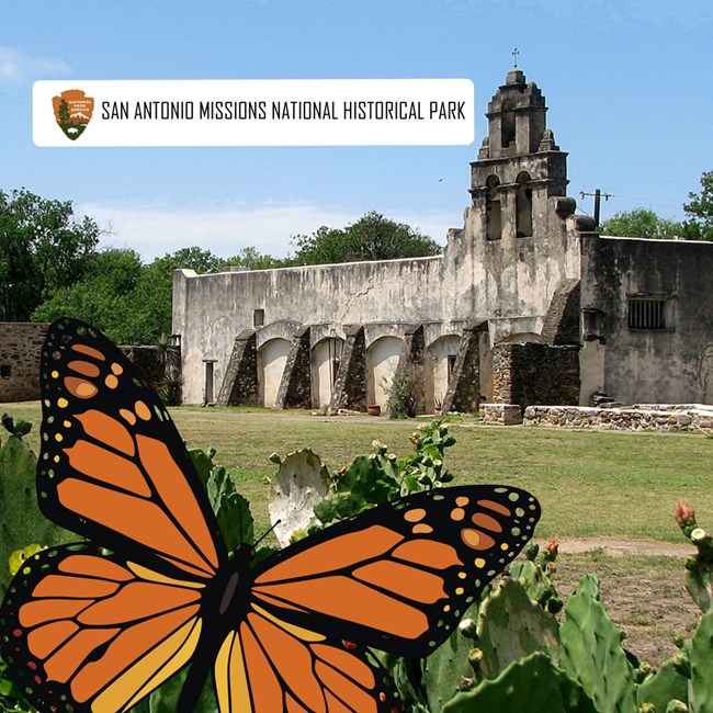 A mock selfie of a monarch at San Antonio Missions National Historical Park