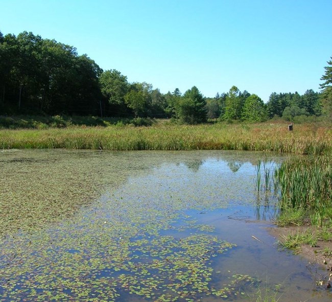 pond and wetlands