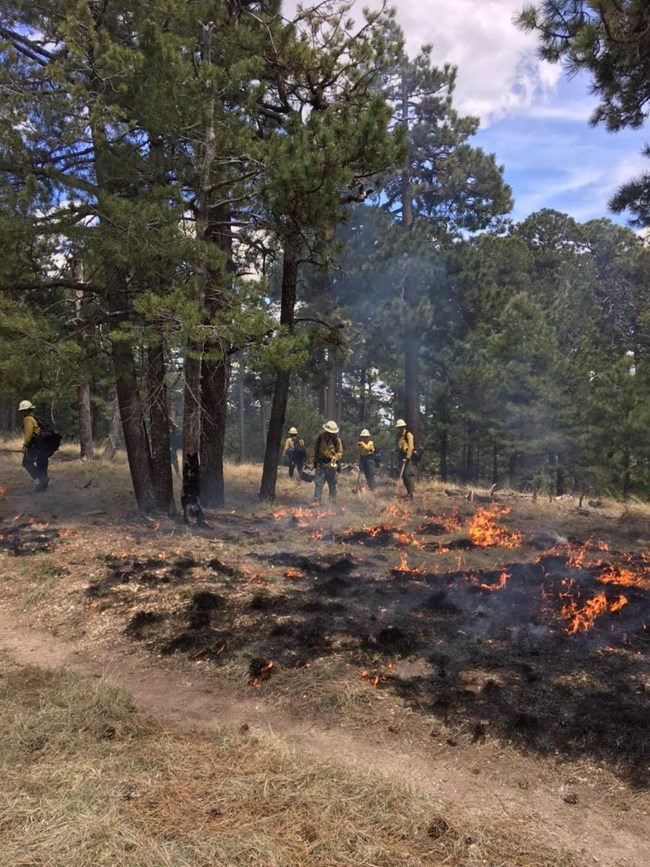 Firefighters with handtools standing in front of fire creeping on the forest floor