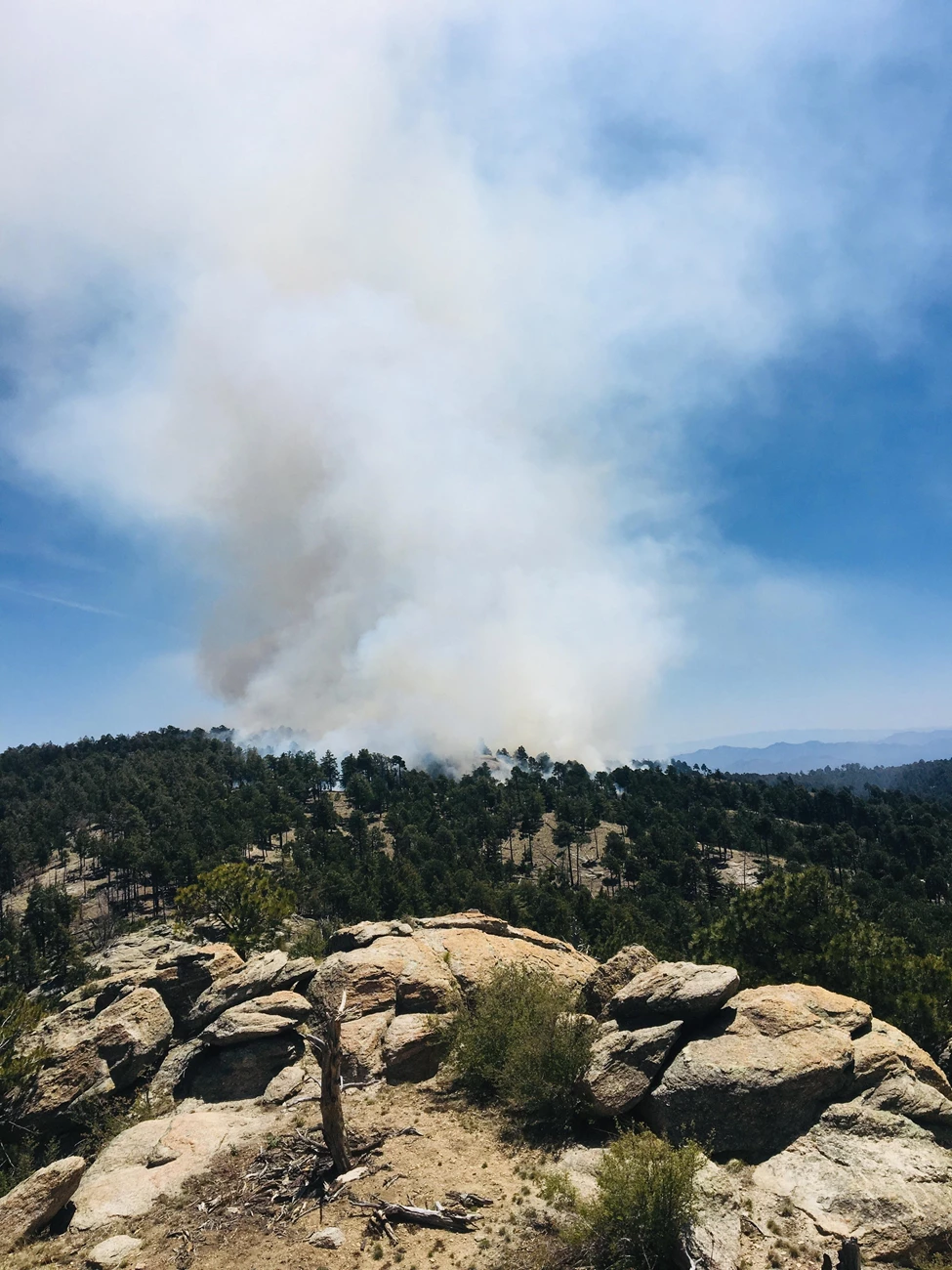 smoke rising above the tree tops smoke rising above the tree tops