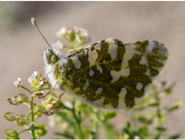 A small marbled yellow, white, and black fuzzy butterfly with yellow-green eyes and an antennae sits on a thin green plant with budding white flowers.
